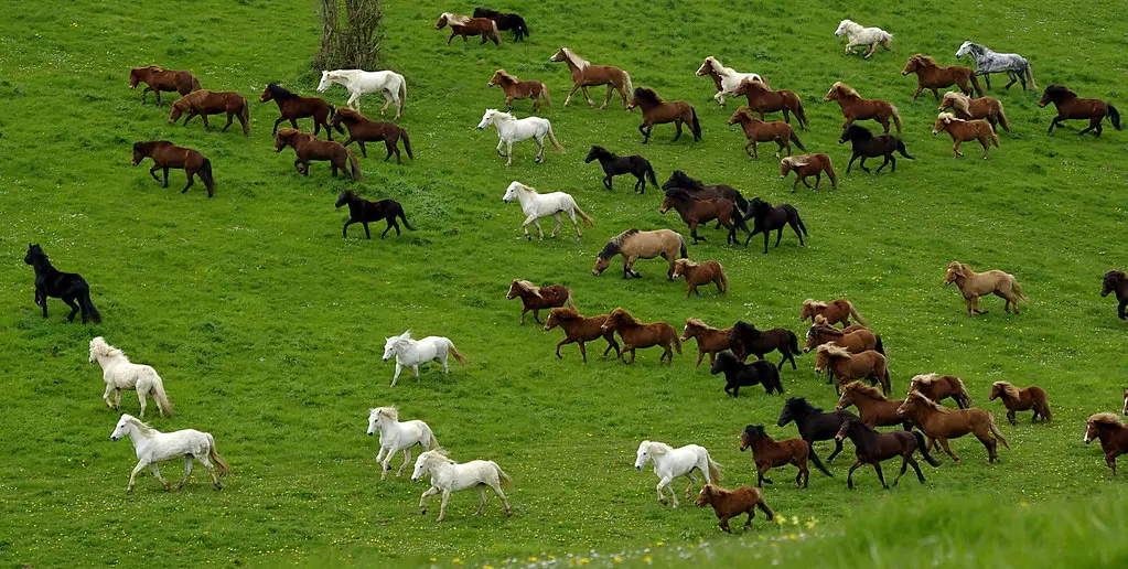 chevaux