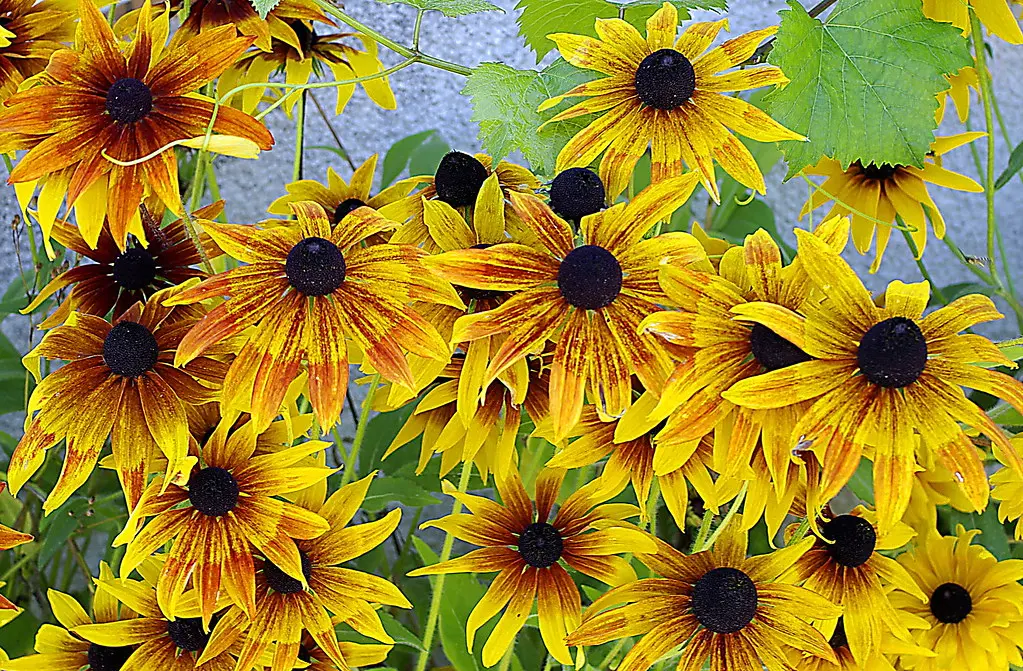 rudebekia