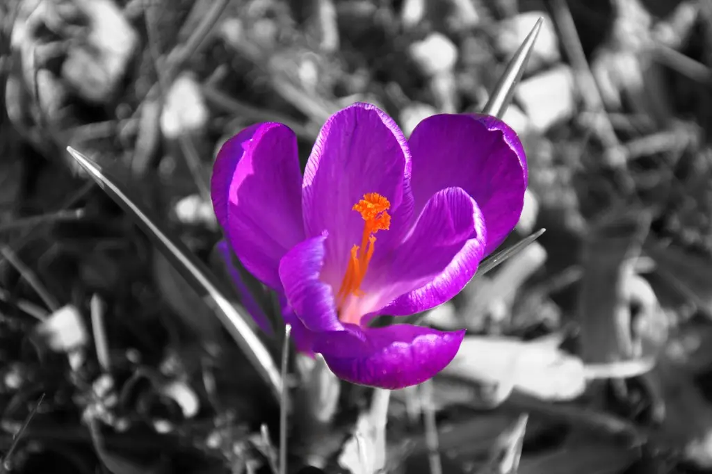 IMG_1273_coloured_1