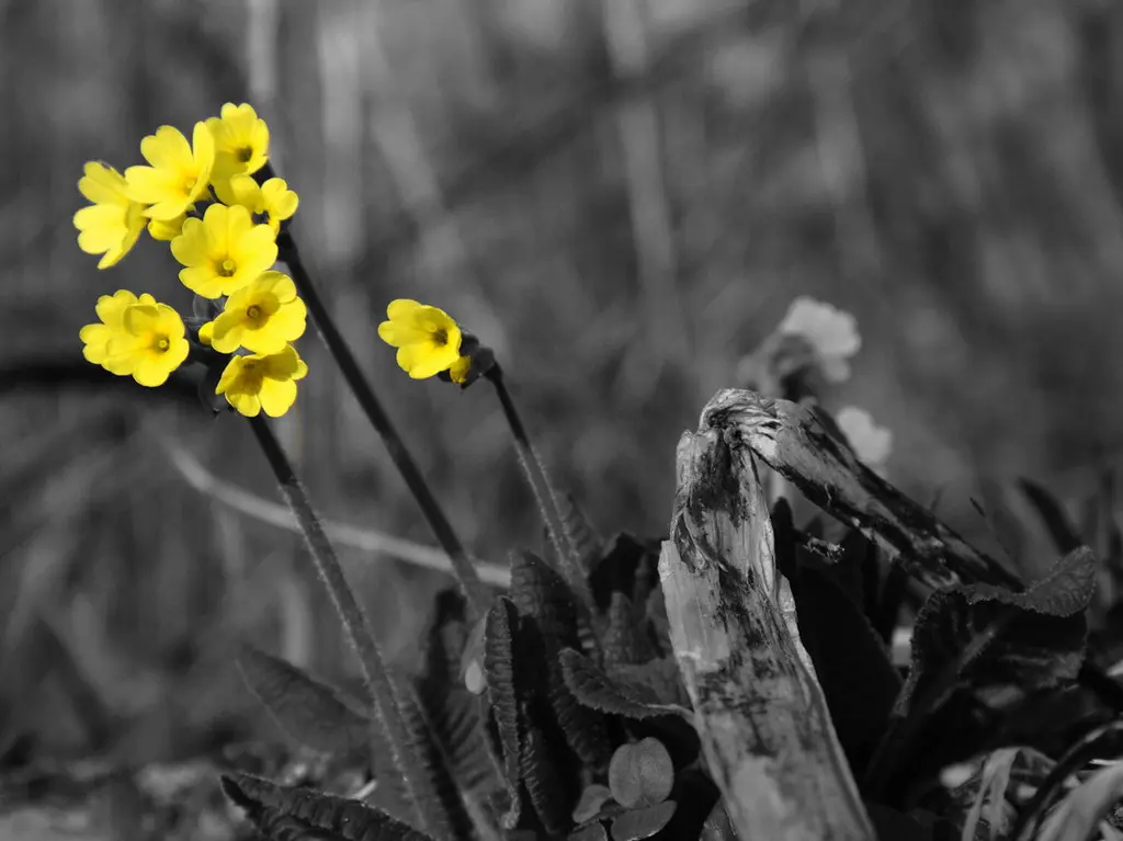 IMG_1282_partly_coloured_1