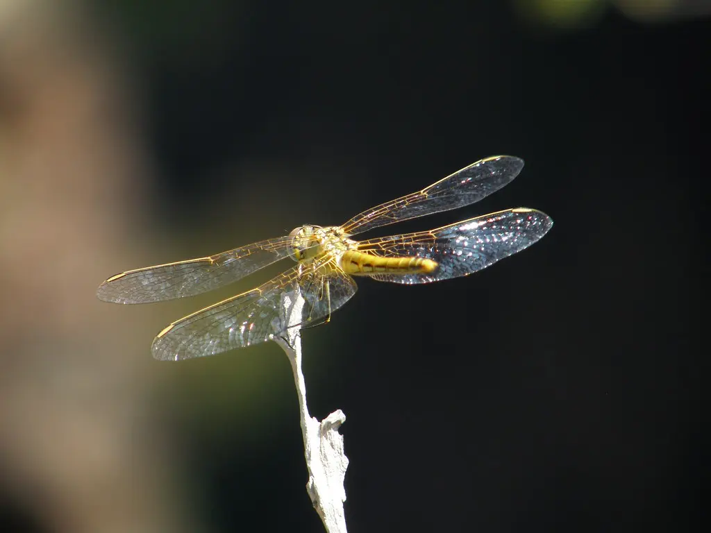 p8120257