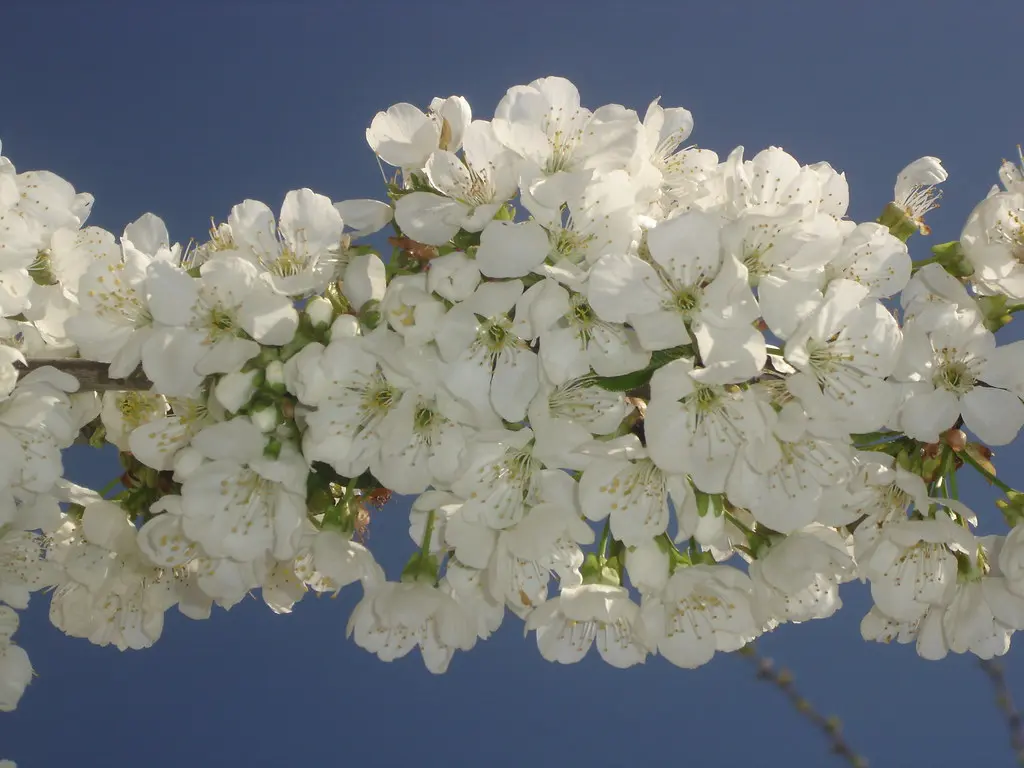 cherry_tree_flowers